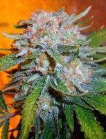 Black Domina x Bublegum paquete 50 semillas